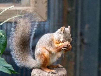 厨二病するリスさん