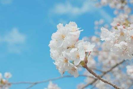 晴れ桜