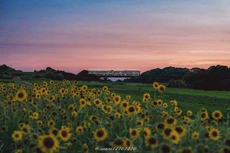 南の果てのひまわり畑