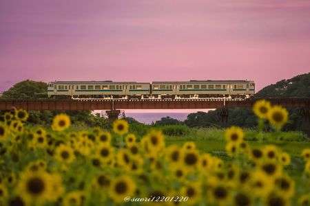 南の果てのひまわり畑