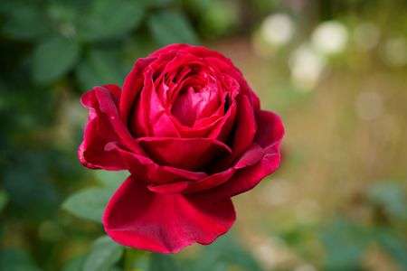 １２月には赤い薔薇