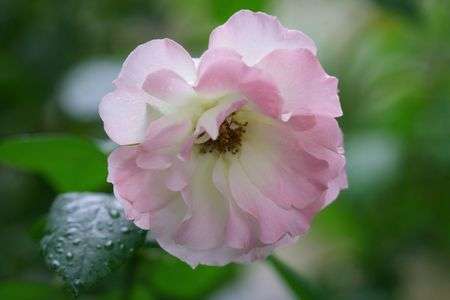 ハロウィンの薔薇