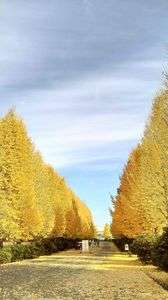 青空に生える銀杏並木