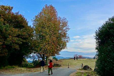 牛窓オリーブ園秋　