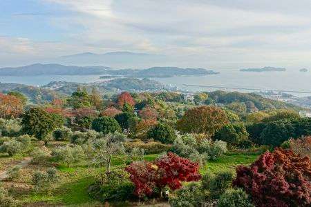 牛窓オリーブ園　秋