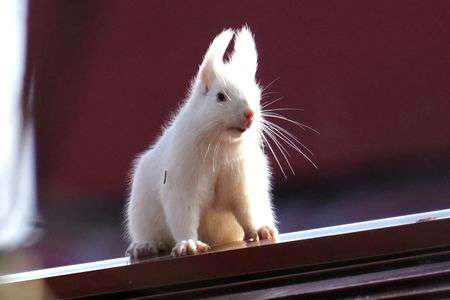 アルピノ情報入手