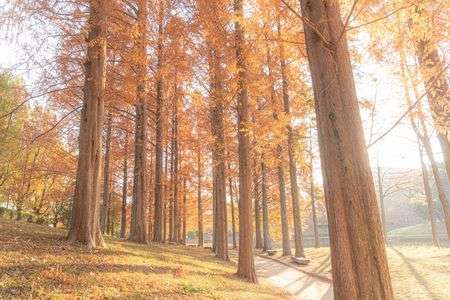 メタセコイアの散歩道さんぽみ