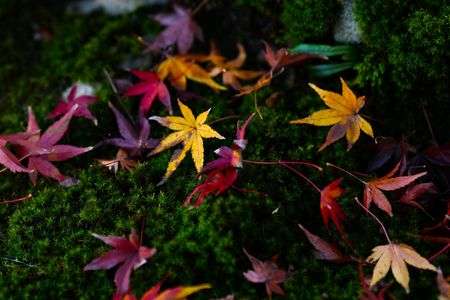 色とりどりの落ち葉