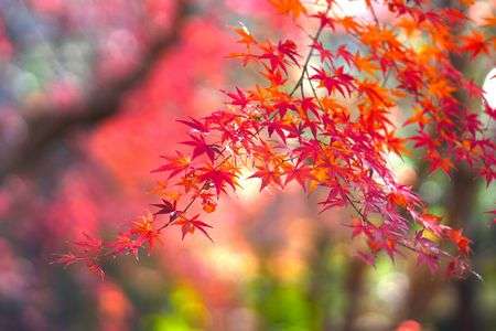 晩秋の建長寺紅葉