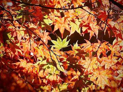 グラデーション