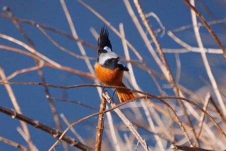 ジョウビダキ（♂）の飛び出し
