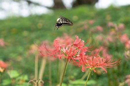 飛び上がるアゲハ蝶