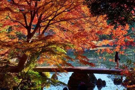 秋色のお出迎え　渡月橋　六義園