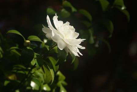 漆黒に近い背景に浮かび上がる白い花☆