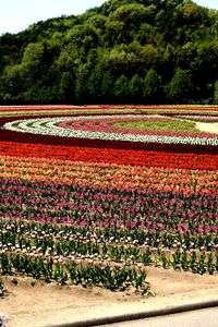 世羅高原農場のチューリップ畑☆