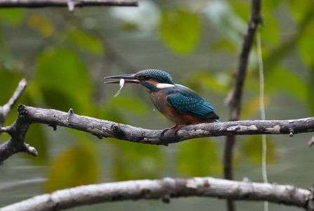 もう立派なハンター