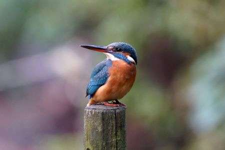 香澄公園のカワセミ