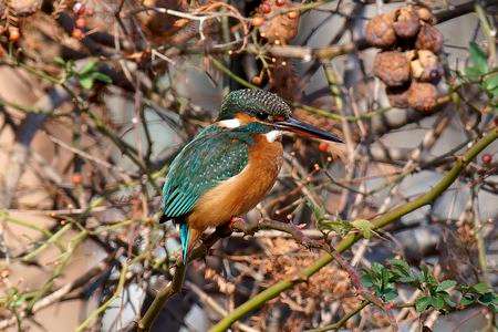 水元公園のカワセミ