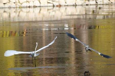迫るアオサギ、逃げるダイサギ、眠るマガモ