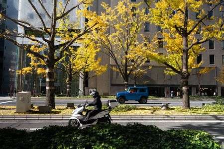 御堂筋の銀杏並木