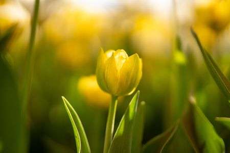 小さな春みーつけた