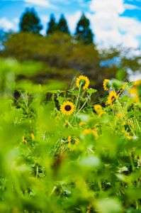 こちらがヒマワリを覗くとき、ヒマワリもまたこちらを覗いている