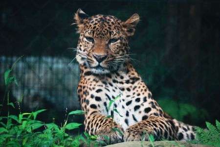 こっち見んにゃ