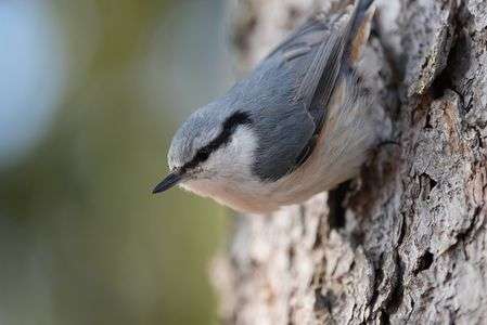 隣のゴジュウカラ