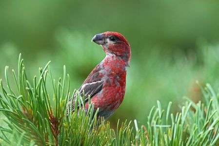 知床峠のギンザンマシコ