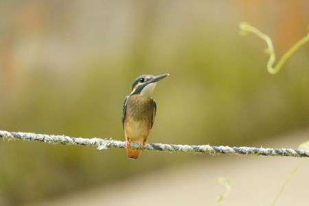 My First カワセミ