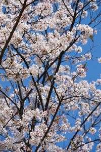 大山崎山荘の桜とメジロ