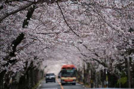 2025満開の桜　