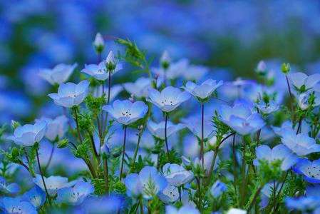 柔らかな青い光