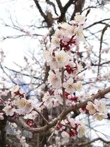 京都、法輪寺にて。#フラワー2025#