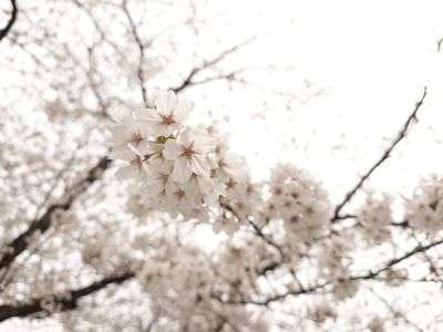 八部咲きくらいの、さくら。