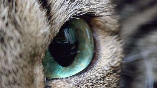 テレマクロ、#生きもの_ペット#