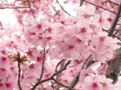 じゅふんしたら、ちるらしいです。