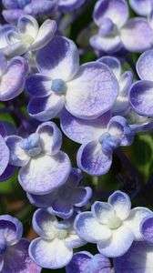 道端で見かけた、たぶん紫陽花。