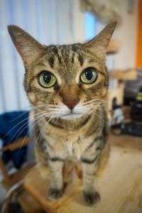 #ペット自慢2024_ネコ#