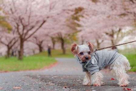 桜並木をお散歩