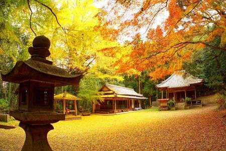 岩上神社の紅葉と銀杏の二色の絨毯