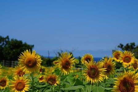 佐渡島のひまわり
