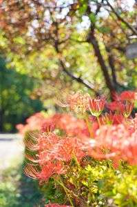 2024水元公園彼岸花