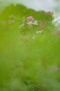 2024荒川コスモス