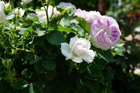 ブルームーンストーン　今日見た薔薇のお気に入り