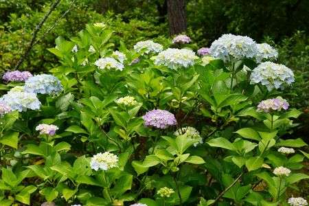 紫陽花、あふれる・・・