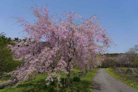 松前のしだれ桜