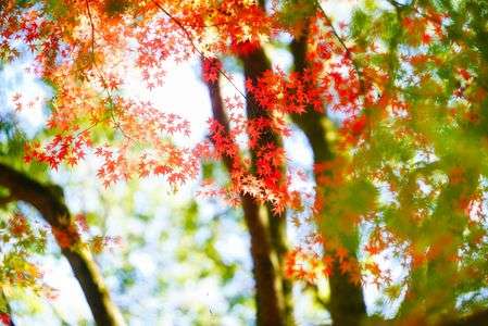 昭和記念公園　紅葉