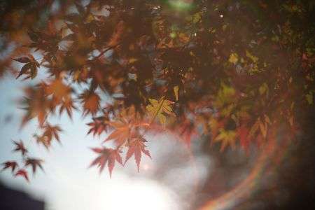 紅葉フレア