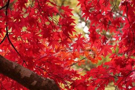 紅葉